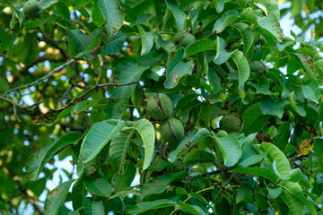 Blätter und grüne Walnüsse in einem Nussbaum
