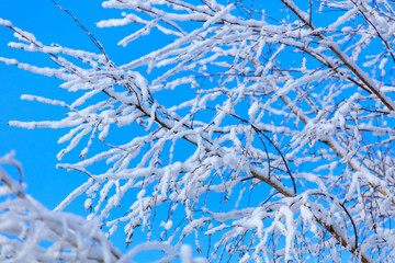 Snow on the branches of a tree against a blue sky.