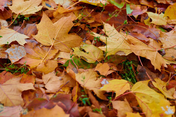 Autumn maple leaves as background Group autumn colour leaves. Outdoor.