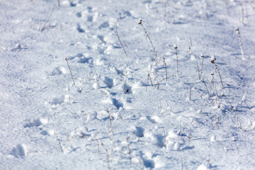 Dog footprints in the snow.