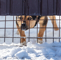 Angry dog behind a fence in the snow