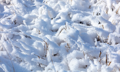 Snow on dry grass. Nature