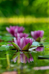 Water lilies