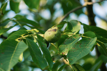 Grüne Walnüsse zwischen Blättern und Zweigen in einem Nussbaum