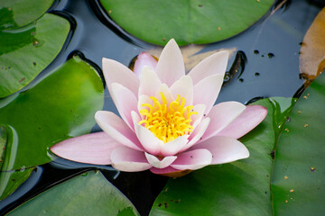 Pink water lily