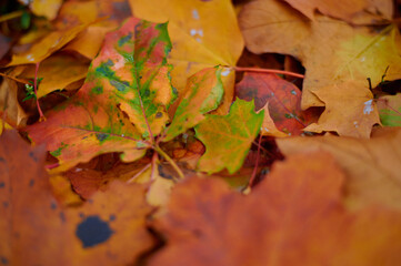 Autumn maple leaves as background Group autumn colour leaves. Outdoor.