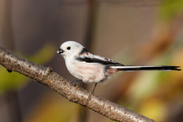 Long-tailed tit aegithalos caudatus sitting on branch of tree with piece of glass in beak. Cute little fluffy bird in wildlife.