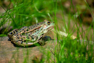 Frog on a shore