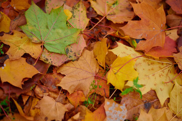 Naklejka na ściany i meble Autumn maple leaves as background Group autumn colour leaves. Outdoor.
