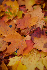 Fototapeta na wymiar Autumn maple leaves as background Group autumn colour leaves. Outdoor.