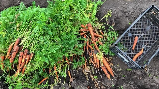 Gardener harvested a large harvest of carrots. Top view. Moving camera