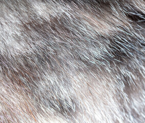 Close up of cat fur as background.