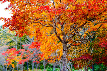 北海道の紅葉