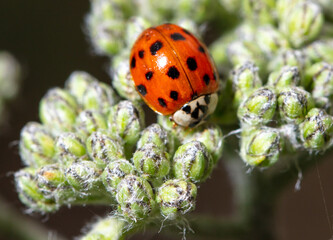 Close-up of a ladybug on a plant.