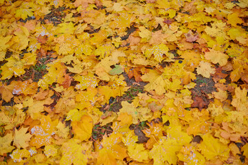 Autumn maple leaves as background Group autumn colour leaves. Outdoor.