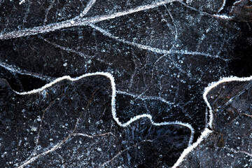 Aspen leaf, populus tremula