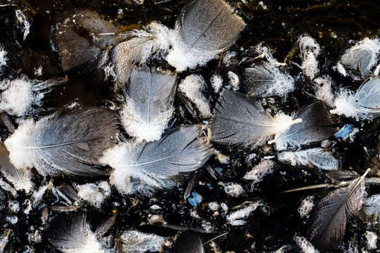 Bird feathers