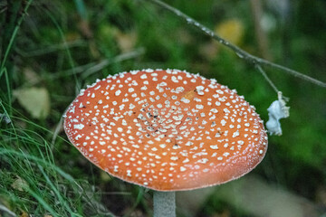 FlyAgaric