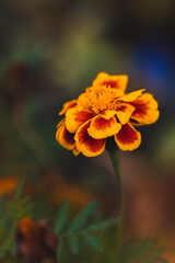 Chernobrivets flower beautiful macro photo on the desktop