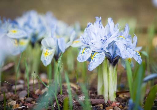 Iris flower, dwarf irises Katharine Hodgkin, UK