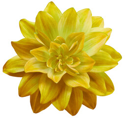 dahlia flower yellow.  Flower isolated on  white  background. No shadows with clipping path. Close-up. Nature.