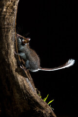 Garden Dormouse, Eliomys quercinus