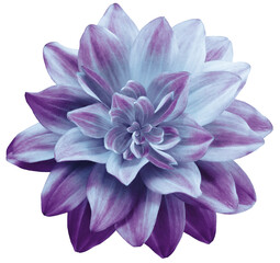 dahlia flowe purple-blue.  Flower isolated on  white  background. No shadows with clipping path. Close-up. Nature.