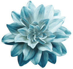 dahlia flowe white-turquoise..  Flower isolated on  white  background. No shadows with clipping path. Close-up. Nature.