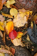 Autumn foliage after rain on the background of mountain rocks. Autumn time.