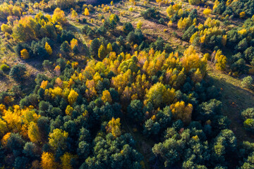 Naklejka na ściany i meble Forest with yellow and green trees in the autumn