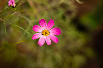 Obraz premium Beautiful delicate flowers on a green background close-up on the desktop