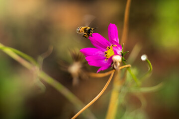 Beautiful delicate flowers with a bee on a green background close-up on a desktop
