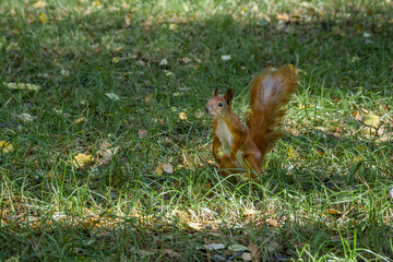 Squirrel sitting on the grass.