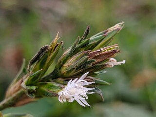 close up of needles