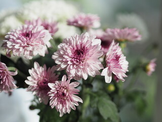 Obraz premium Violet and white Gerbera, Barberton daisy Flower beautiful bouquet in water glass colorful beautiful
