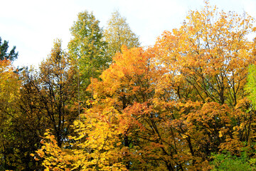 autumn in the forest