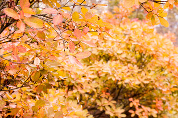 autumn leaves background