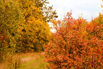 autumn in the forest