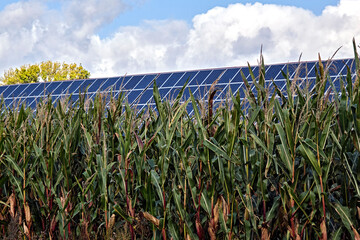 Eine Photovoltaik-Anlage steht am Rande eines Maisfeldes auf der Insel Rügen.