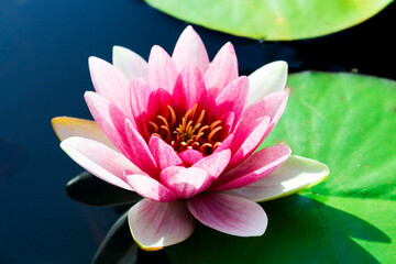 pink water lily