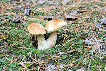 mushroom in the forest