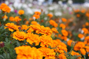 orange flowers in the garden