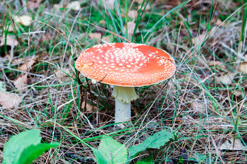 fly agaric mushroom