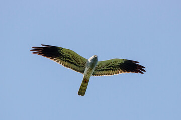 Montagu's harrier circus pygargus male in flight under blue sky. Cute rare bird of prey in wildlife.