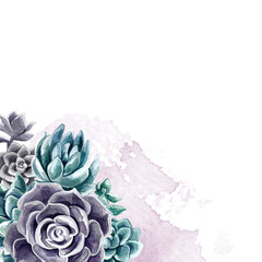 Succulents painted with watercolor on a white background. Color cacti. A stone rose. Flowers from the desert.