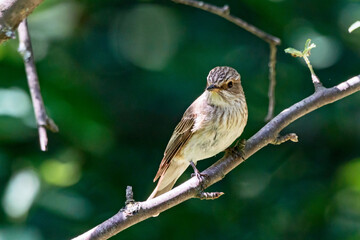 Spotted flycatcher muscicapa striata sitting on branch of tree. Cute brown common songbird in wildlife.