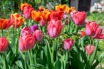 Amazing garden field with tulips of various bright rainbow color petals, beautiful bouquet of colors in sunlight daylight