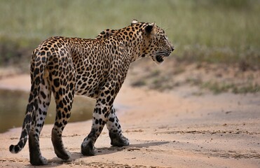 Leopard  - Sri Lankan - Wilpattu NP (Pantera pardus kotiya) © Kamil