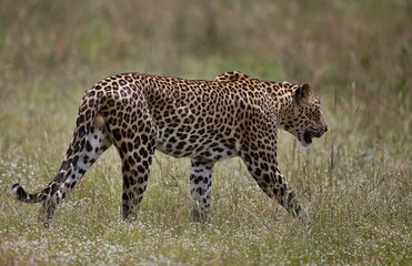 Leopard  - Sri Lankan - Wilpattu NP (Pantera pardus kotiya) © Kamil