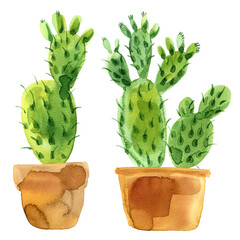 Cactus Opuntia painted watercolor on a white background. Suculents and potted plants.